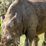 Дикое сердце Африки в слот-игре Great Rhino Deluxe