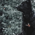 Эмоциональный мир казино с программами лояльности без депозита