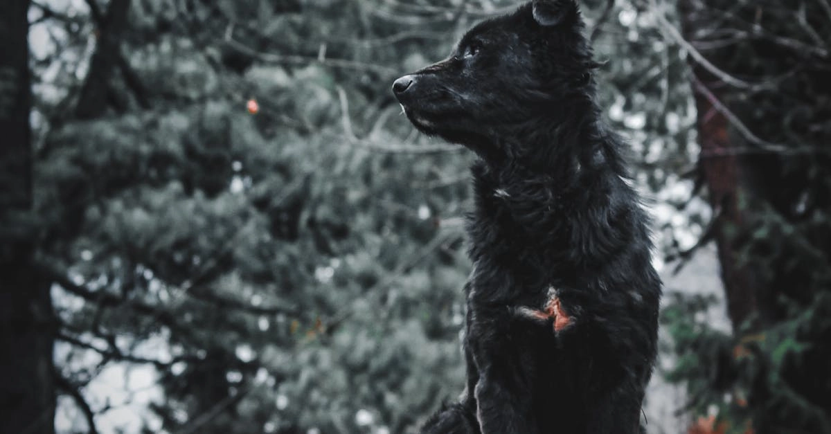 Эмоциональный мир казино с программами лояльности без депозита