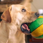 Эмоциональное путешествие в мир слота The Dog House с яркими переживаниями