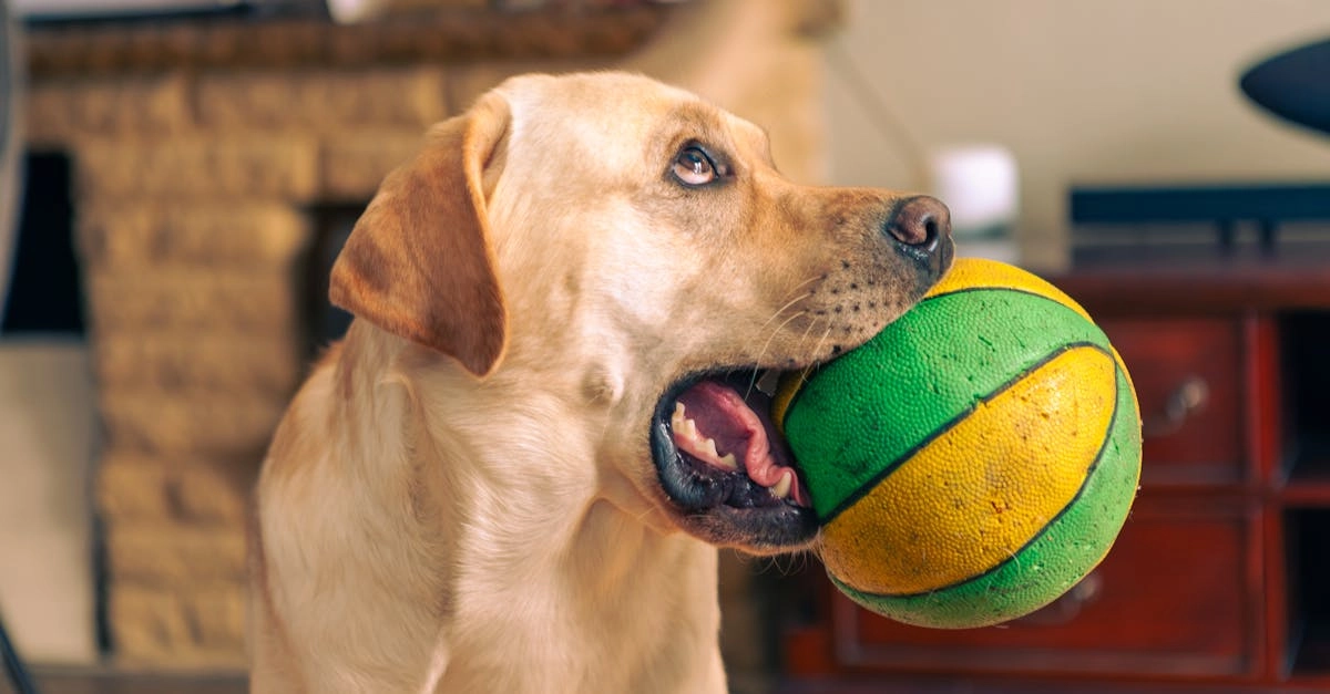 Эмоциональное путешествие в мир слота The Dog House с яркими переживаниями